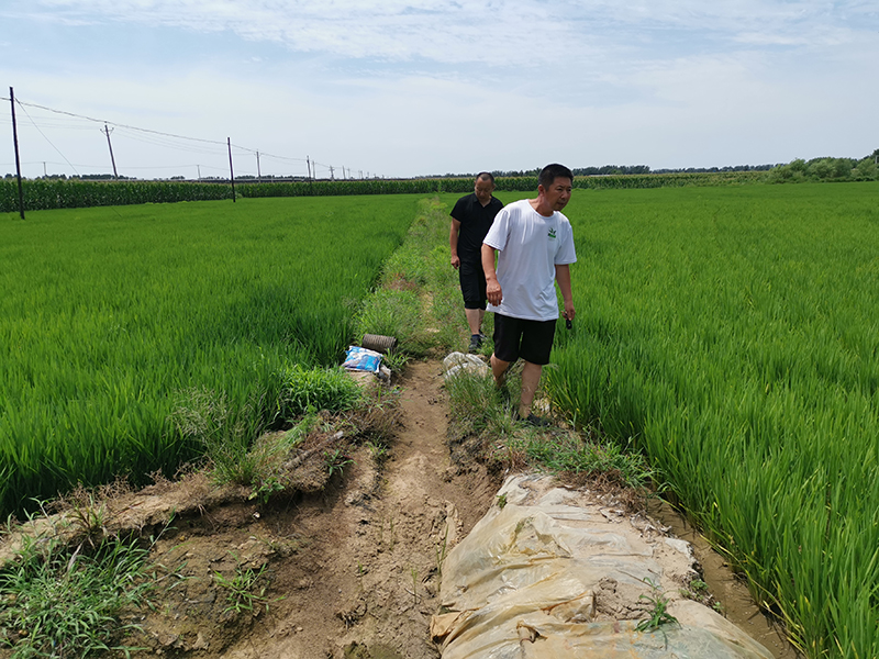遼寧沈陽新民水稻