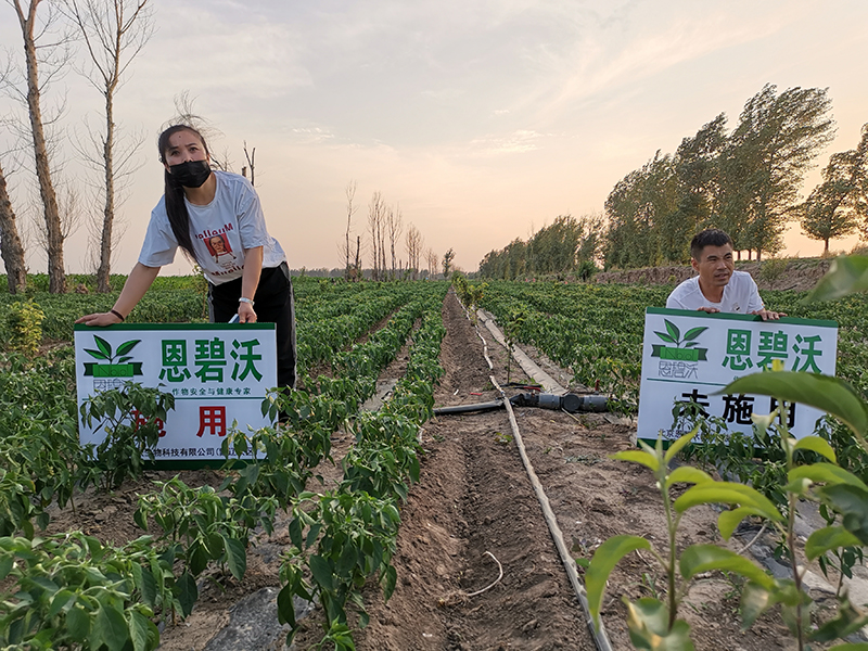 內蒙通遼開魯縣紅干椒